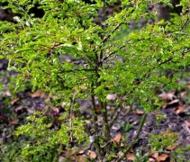 Euonymus Alatus