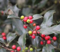 Ilex aquifolium 'Alaska'