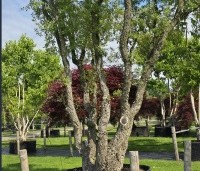 Quercus suber - Kurkeik - 1