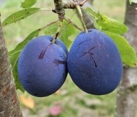 Prunus dom. 'Reine Claude d'Althan' - Prunus dom. 'Reine Claude d'Althan' - 1