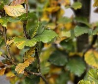 Fagus sylvatica 'Dawyck' - Beuk 'Dawyck' - Herfstverkleuring