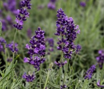 De Lavendel 'Hidcote' bloeit vol en is ook als haag langs het tuinpad in te zetten in uw tuin