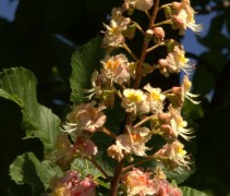 Aesculus pavia 'Discolor' ofwel de nederlandse benaming Kastanje