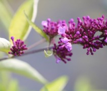 Buddleja davidii 'Free Petite Tutti Frutti'