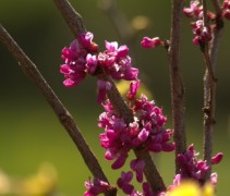 Cercis chinensis Avondale