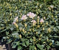 Rhododendron 'Cunningham's White' - Rododendron - 2
