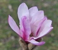 Magnolia loebneri 'Leonard Messel' - Magnolia loebneri 'Leonard Messel' - 1