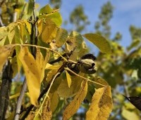 Juglans regia 'Plovdivski' - Walnoot 'Plovdivski' - 2