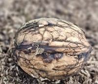 Juglans regia 'Plovdivski' - Walnoot 'Plovdivski' - klaar voor consumptie