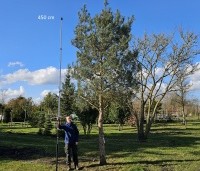 Pinus sylvestris 'Glauca' - Grove den 'Glauca' - 2