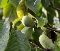 Asimina triloba - Pawpaw - 7