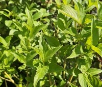 Cornus sericea 'Flaviramea' - Geelhoutige Kornoelje - 1