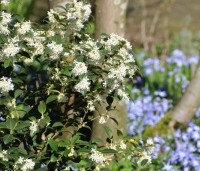 Osmanthus x burkwoodii - Schijnhulst - toepassing