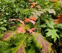 Quercus rubra - Amerikaanse eik - 2