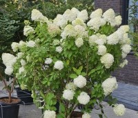 Hydrangea paniculata 'Limelight' - Pluimhortensia 'Limelight' - 2