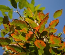 Beginnende herfstkleuren Krentenboompje 'Snowcloud'