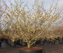 Hamamelis x Pallida