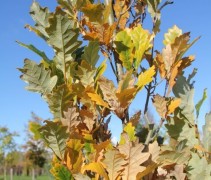 Quercus Regal Prince