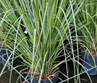 Cortaderia selloana 'Mini Pampas' - Pampasgras 'Mini Pampas'   - 1