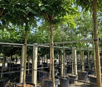Morus alba 'Macrophylla' - Witte moerbei - 4