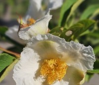 Stewartia pseudocamellia - Schijncamelia - 1