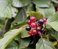 Frangula alnus - Vuilboom - 2