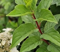 Hydrangea paniculata 'Wim's Red' - Pluimhortensia 'Wim's Red' - 1