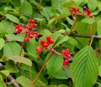 Viburnum plicatum 'Mariesii' - Japanse Sneeuwbal 'Mariesii' - 6
