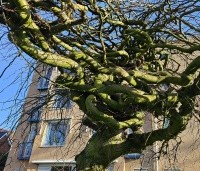 Ulmus 'Camperdownii' - Prieel-iep - 4