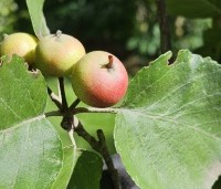 Malus tschonoskii - Japanse sierappel - 1