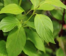 Cornus sericea 'Flaviramea'