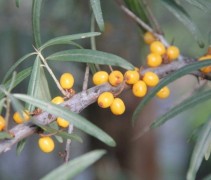 Hippophae rhamnoides