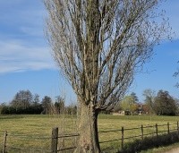 Populus nigra 'Italica' - Italiaanse populier - 6
