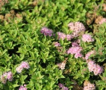 Spiraea japonica little princess