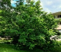 Pterocarya fraxinifolia - Vleugelnoot - meerstammige struikboom