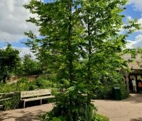 Pterocarya fraxinifolia - Vleugelnoot - 2 stammige boom