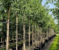Prunus dulcis 'Robijn' - Amandel 'Robijn' - 2