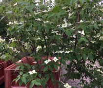 Cornus kousa 'White Dream'