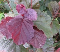 Corylus avellana 'Rode Zellernoot' blad