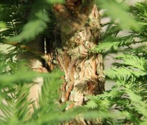 Metasequoia glypt Peve Minaret