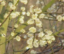 Salix Caprea