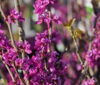 Cercis chinensis 'Avondale' - Chinese Judasboom 'Avondale' - 1