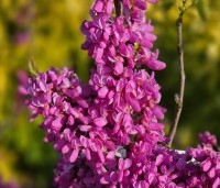 Cercis chinensis 'Avondale' - Chinese Judasboom 'Avondale' - 3