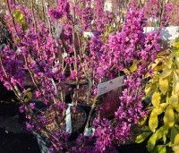 Cercis chinensis 'Avondale' - Chinese Judasboom 'Avondale' - 2