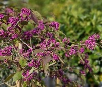 Callicarpa bodinieri 'Profusion' - Schoonvrucht - 5