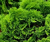 Chamaecyparis obtusa 'Nana Gracilis' - Japanse dwergcipres - 3
