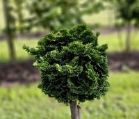 Chamaecyparis obtusa 'Nana Gracilis' - Japanse dwergcipres - 2