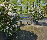 Rhododendron 'Cunningham's White' - Rododendron - 1