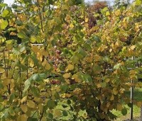 Corylus avellana - Gewone hazelaar - struiken in september