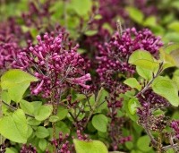 Syringa vulgaris 'Dark Purple' - Sering 'Dark Purple' - 3